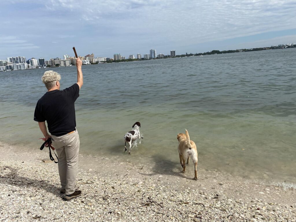 Are Dogs Allowed on Siesta Key Beach? - Florida Local Guide